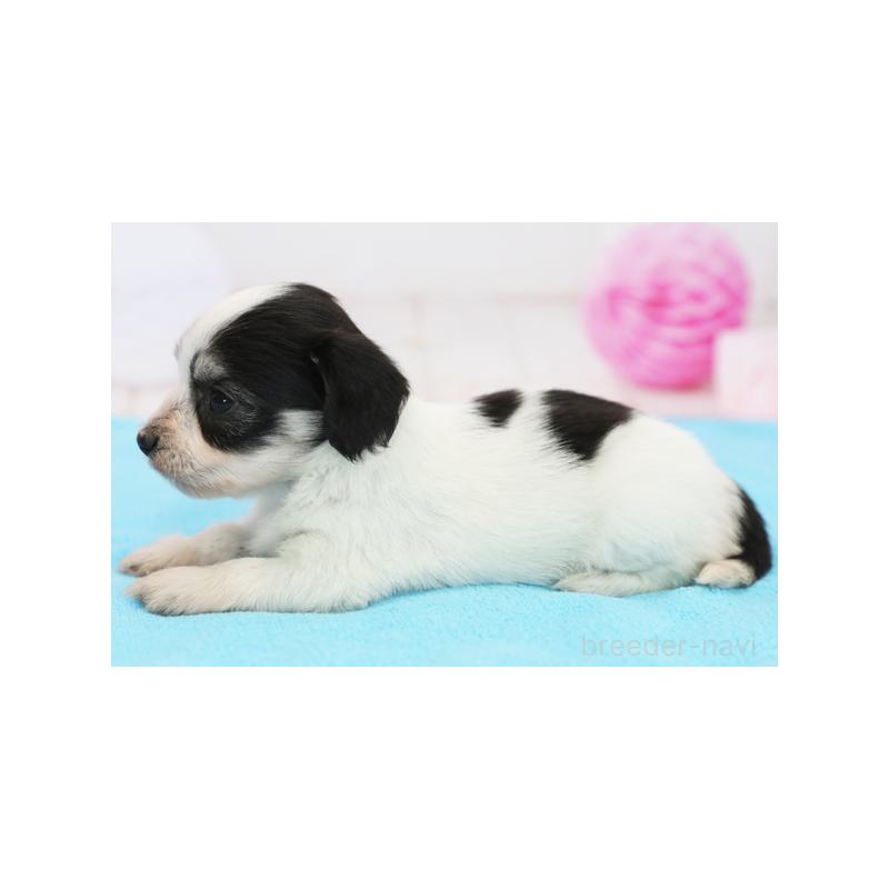 販売中の神奈川県のマルックス:マルチーズ×ミニチュアダックスフンド-413735の2枚目