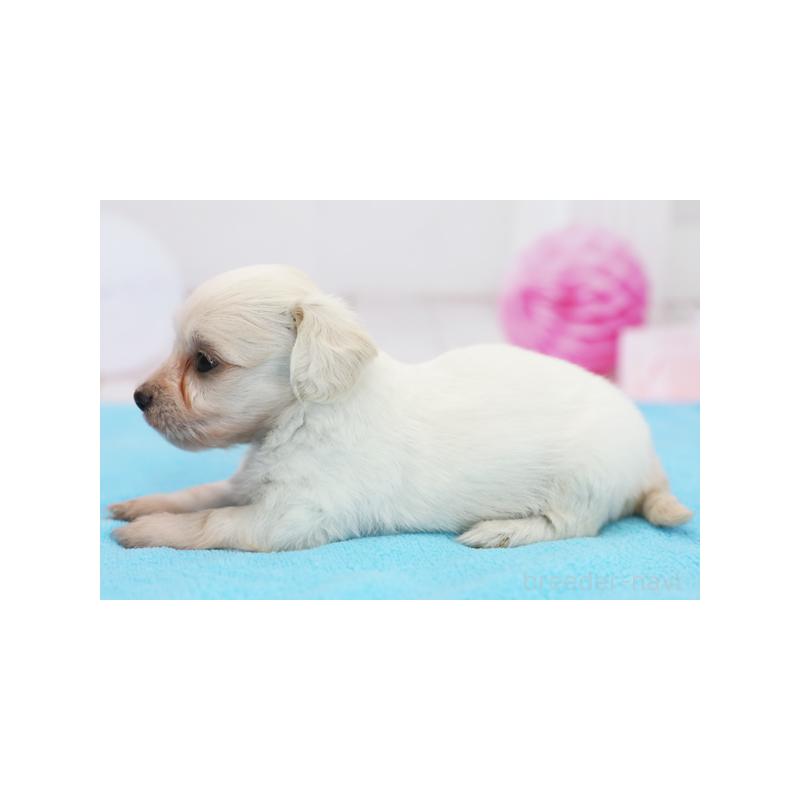 販売中の神奈川県のマルックス:マルチーズ×ミニチュアダックスフンド-413736の2枚目