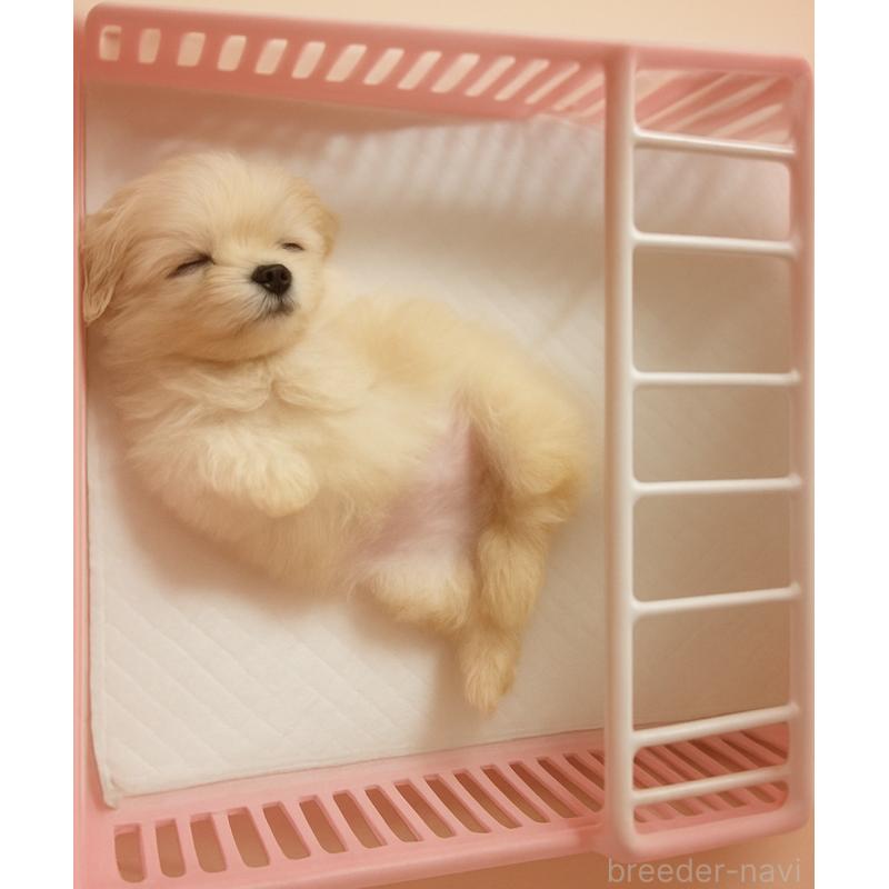 販売中の埼玉県のミックス犬-407936の2枚目