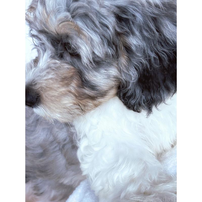 販売中の熊本県のバーニードゥードル:バーニーズ×スタンダードプードル-413446の8枚目