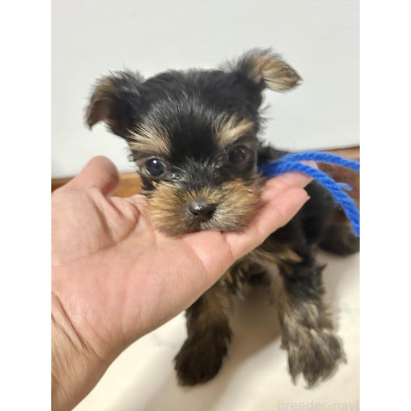 販売中の茨城県のヨークシャーテリア-416692の6枚目