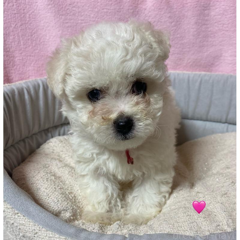 成約済の長野県のボロニーズ-413203の1枚目