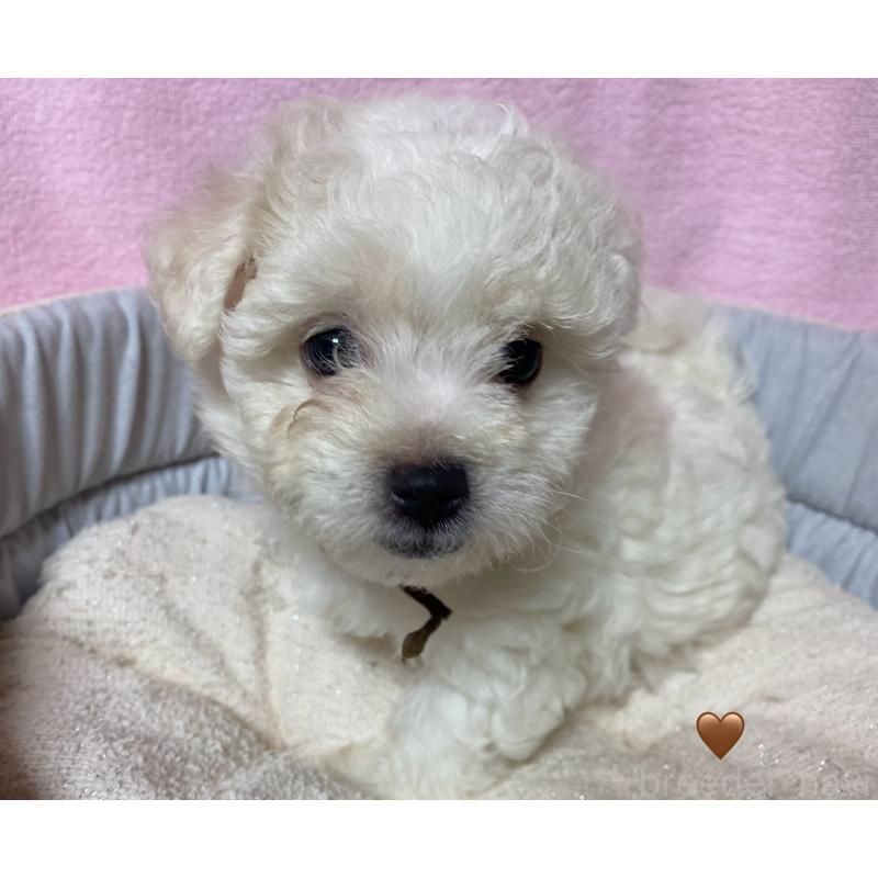 成約済の長野県のボロニーズ-413206の2枚目