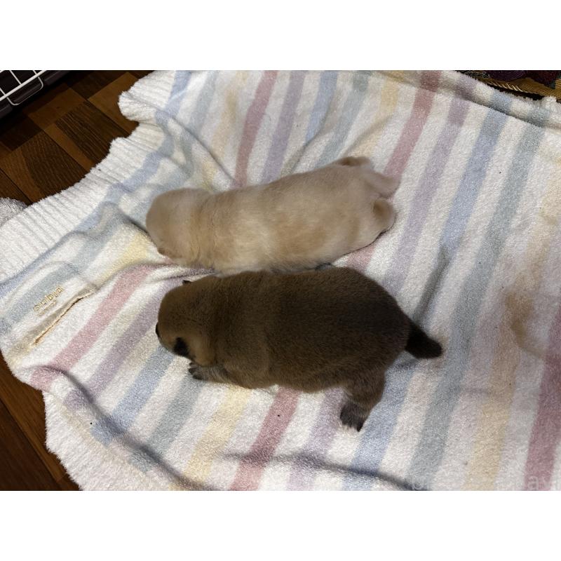 成約済の熊本県の豆柴-413419の7枚目