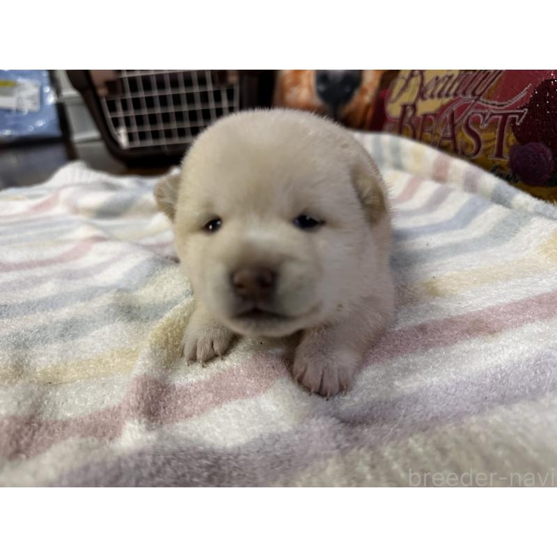 成約済の熊本県の豆柴-413419の6枚目