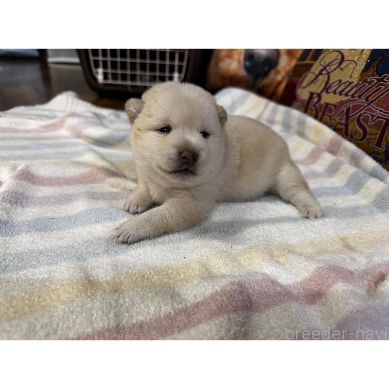 成約済の熊本県の豆柴-413419の5枚目