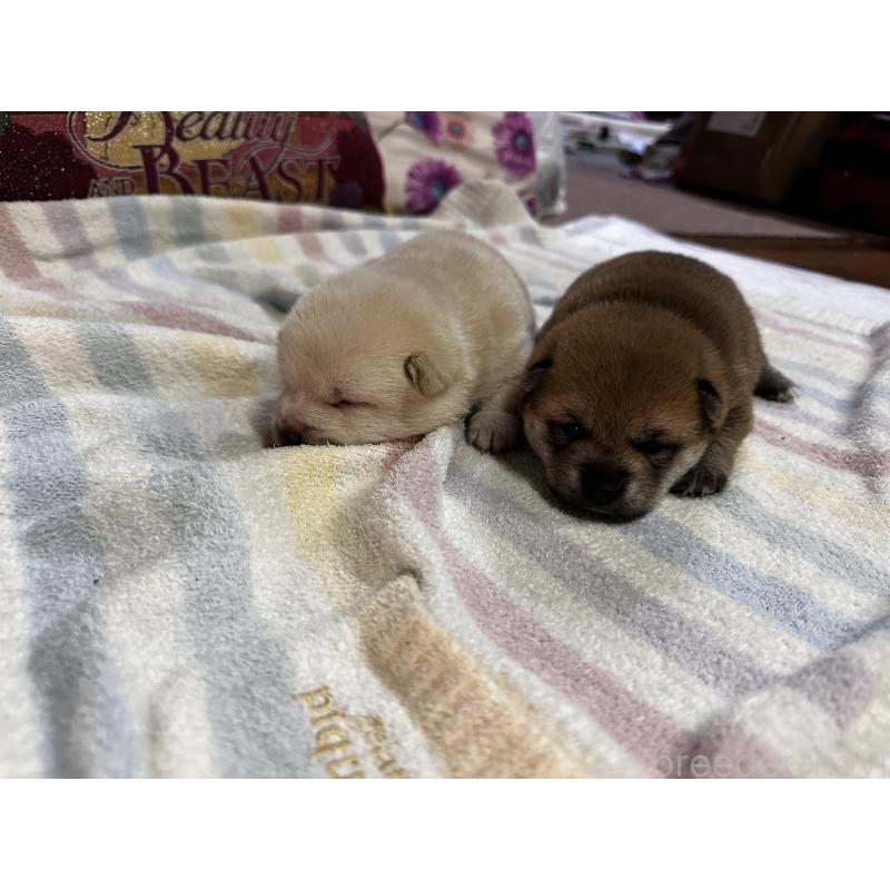 販売中の熊本県の豆柴-413418の7枚目