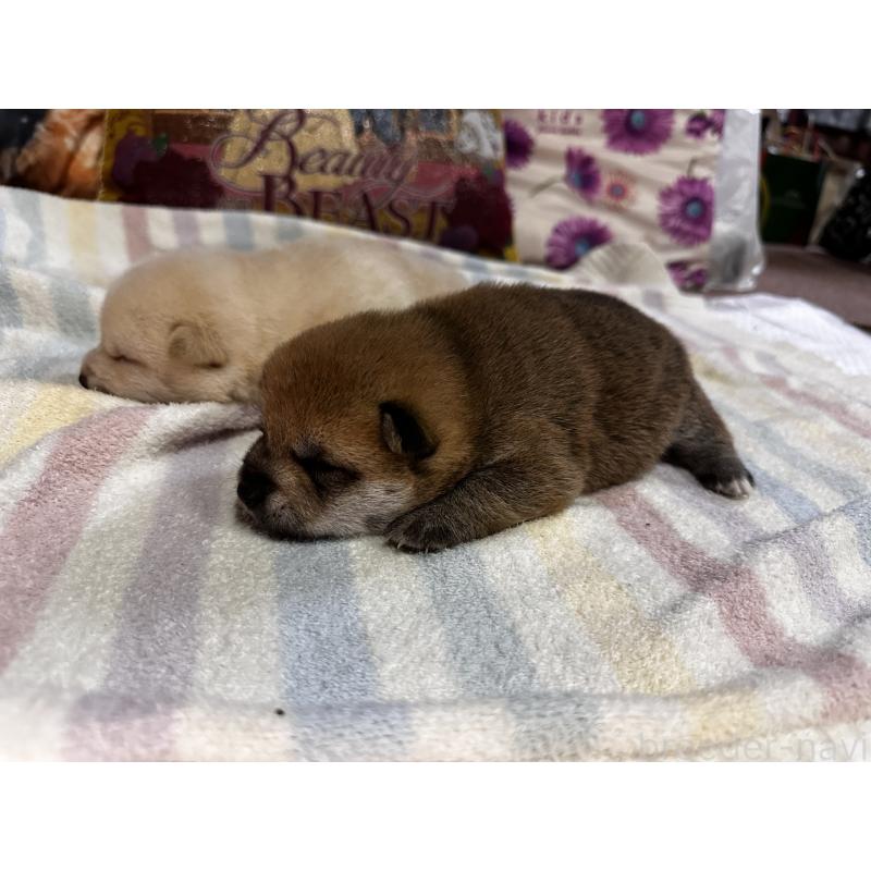 販売中の熊本県の豆柴-413418の6枚目