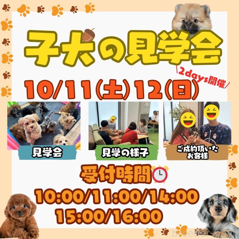 成約済の茨城県のミックス犬-414133の5枚目