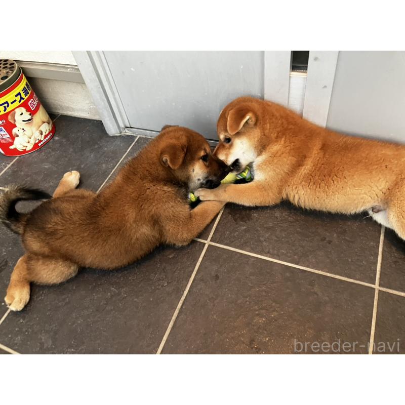 販売中の兵庫県の柴犬-413905の2枚目