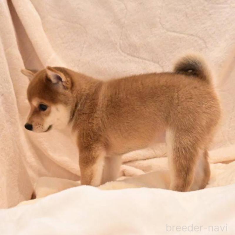 販売中の岡山県の豆柴-411326の4枚目