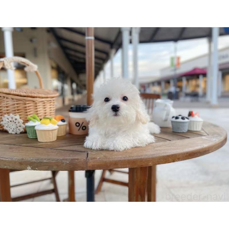 成約済の千葉県のビションフリーゼ-403382の3枚目