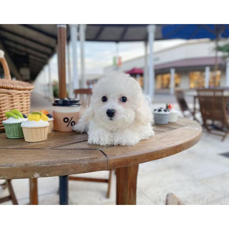 成約済の千葉県のビションフリーゼ-403382の2枚目