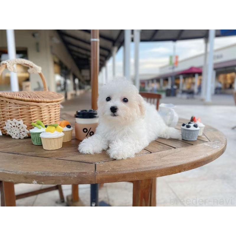 販売中の千葉県のビションフリーゼ-403669の2枚目