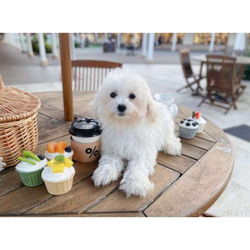 販売中の千葉県のビションフリーゼ-403666の3枚目