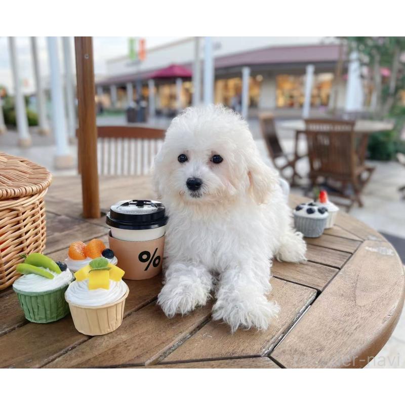 販売中の千葉県のビションフリーゼ-403666の2枚目