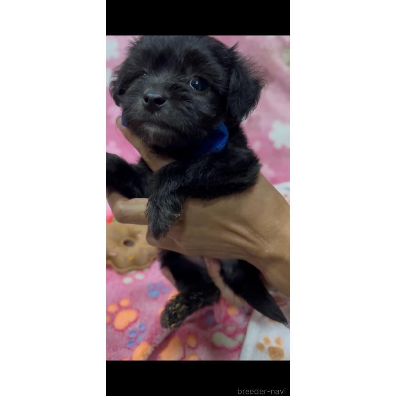販売中の茨城県のミックス犬-416698の5枚目