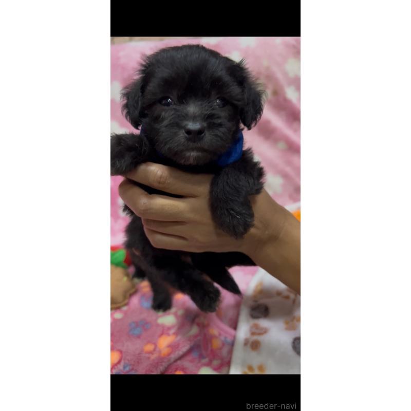 販売中の茨城県のミックス犬-416698の4枚目