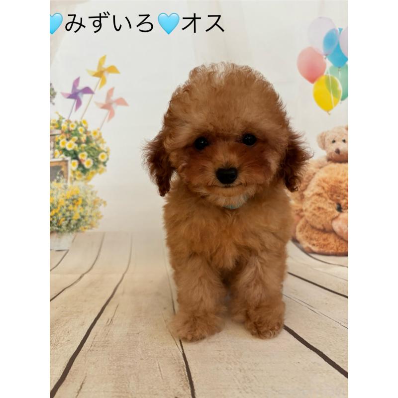 販売中の埼玉県のタイニープードル-407396の2枚目