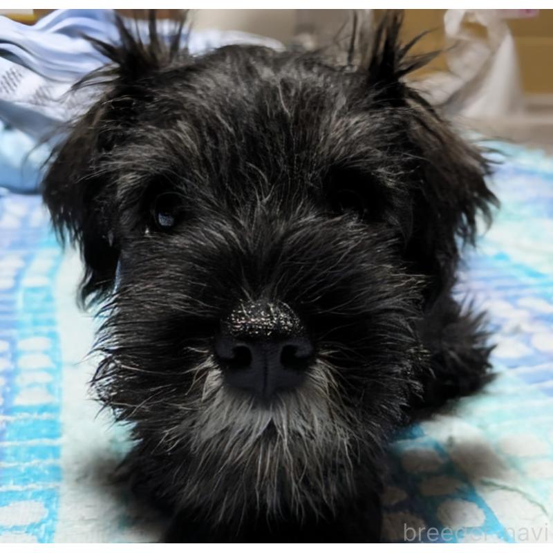 成約済の群馬県のミニチュアシュナウザー-414472の4枚目