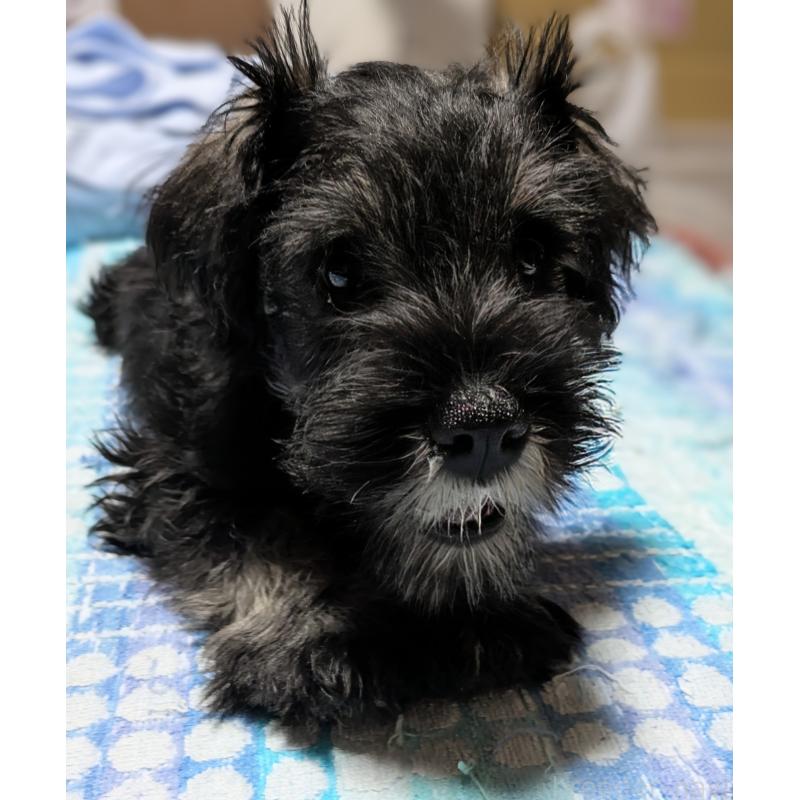 成約済の群馬県のミニチュアシュナウザー-414472の3枚目