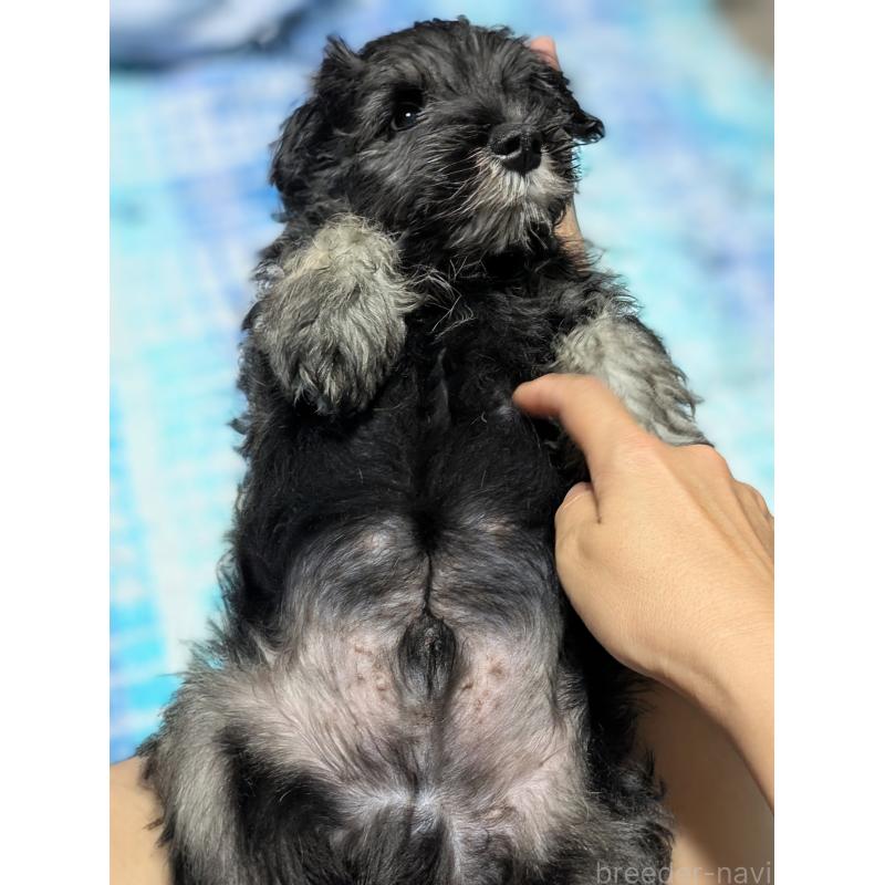 成約済の群馬県のミニチュアシュナウザー-414472の2枚目