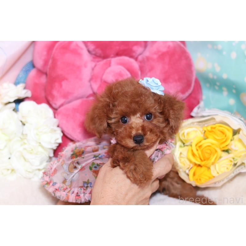 成約済の大阪府のタイニープードル-415559の5枚目