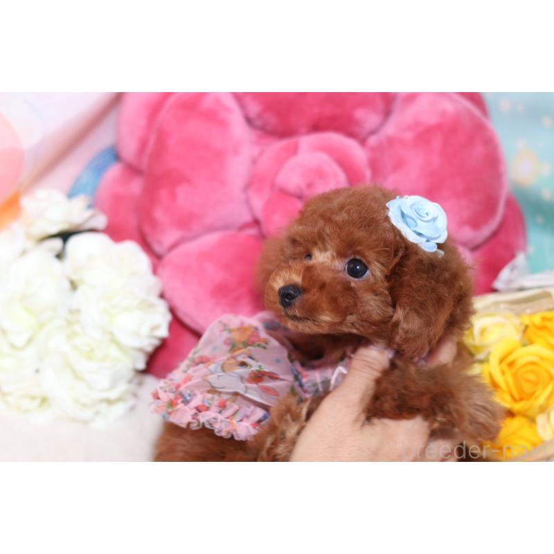 成約済の大阪府のタイニープードル-415559の4枚目