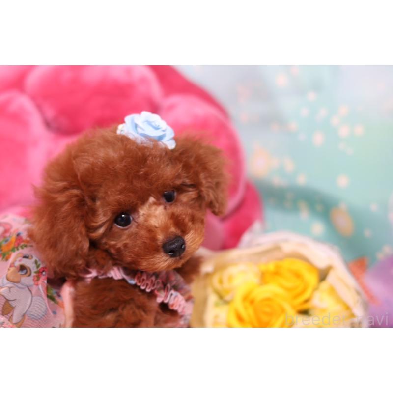 成約済の大阪府のタイニープードル-415559の3枚目