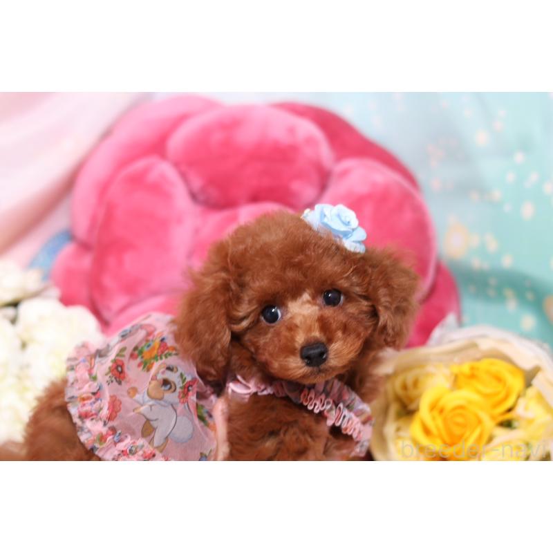 成約済の大阪府のタイニープードル-415559の2枚目