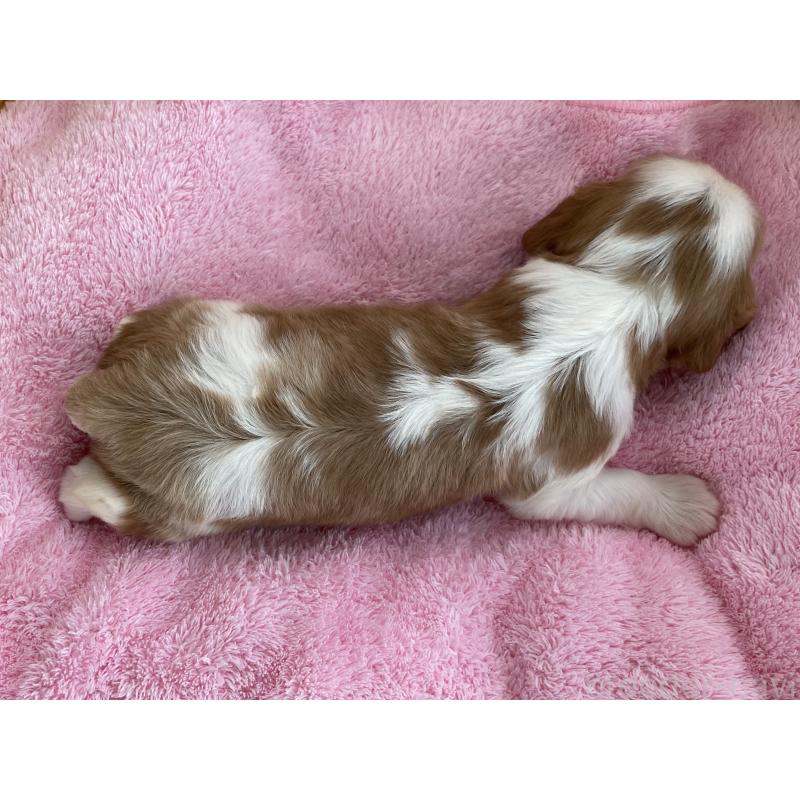 販売中の茨城県のキャバリアキングチャールズスパニエル-416704の7枚目