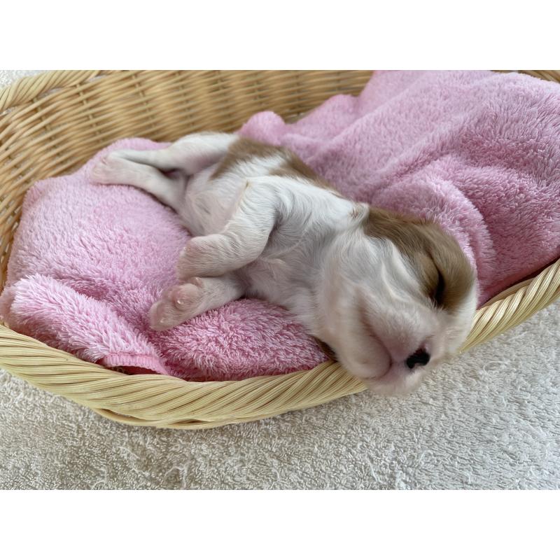 販売中の茨城県のキャバリアキングチャールズスパニエル-416704の4枚目