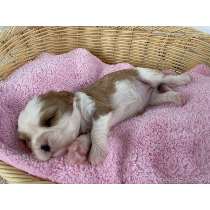販売中の茨城県のキャバリアキングチャールズスパニエル-416704の3枚目