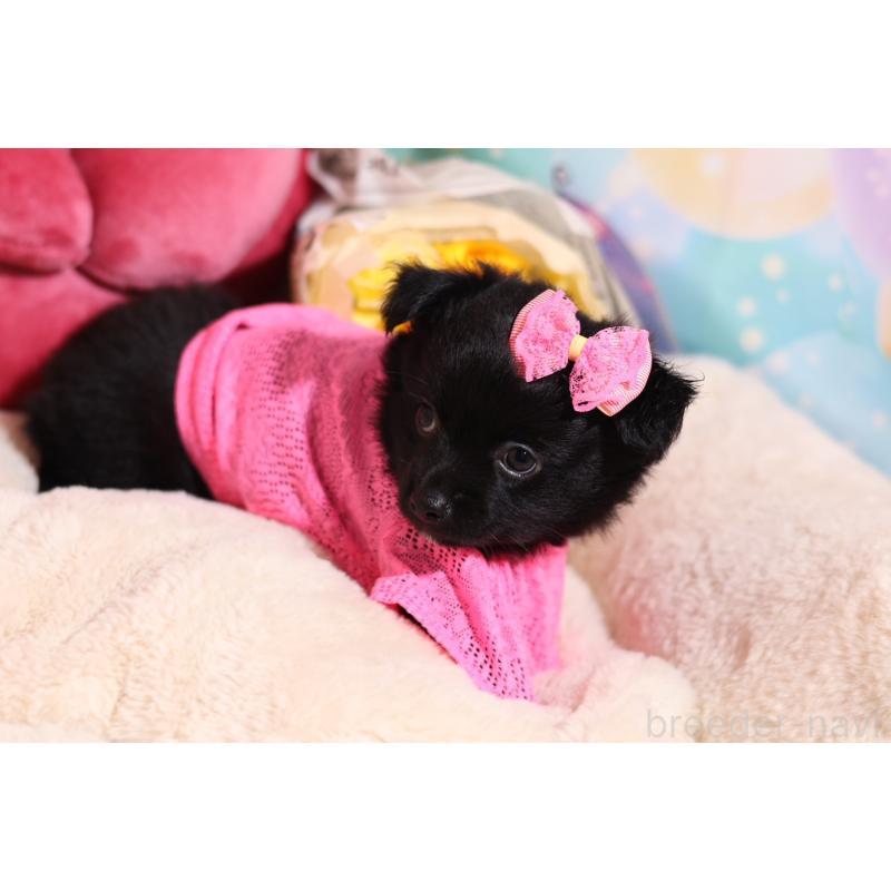 成約済の大阪府のチワワ(ロングコート)-415597の5枚目