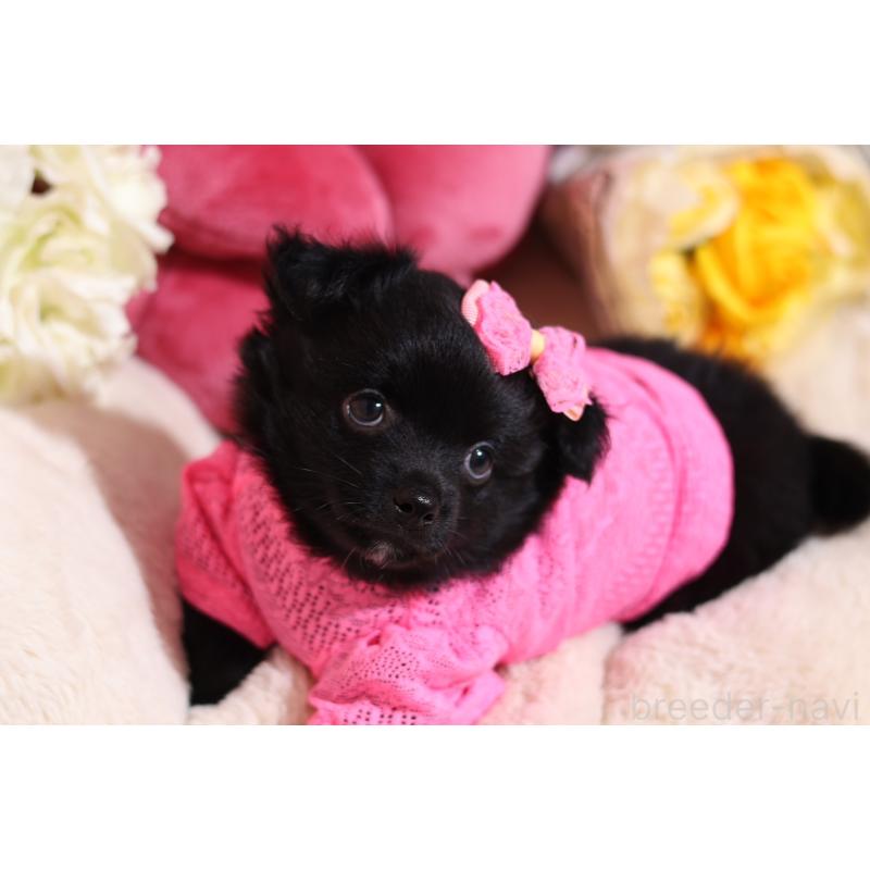 成約済の大阪府のチワワ(ロングコート)-415597の4枚目