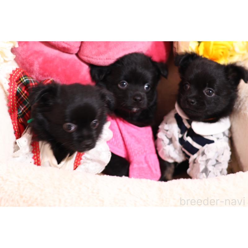 成約済の大阪府のチワワ(ロングコート)-415597の3枚目