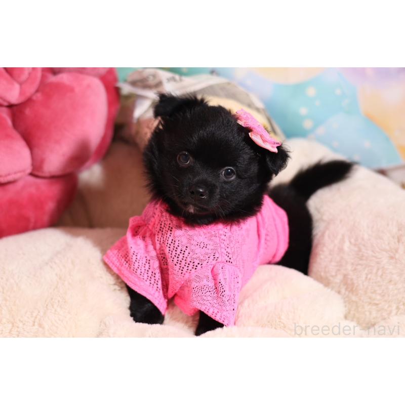 成約済の大阪府のチワワ(ロングコート)-415597の2枚目