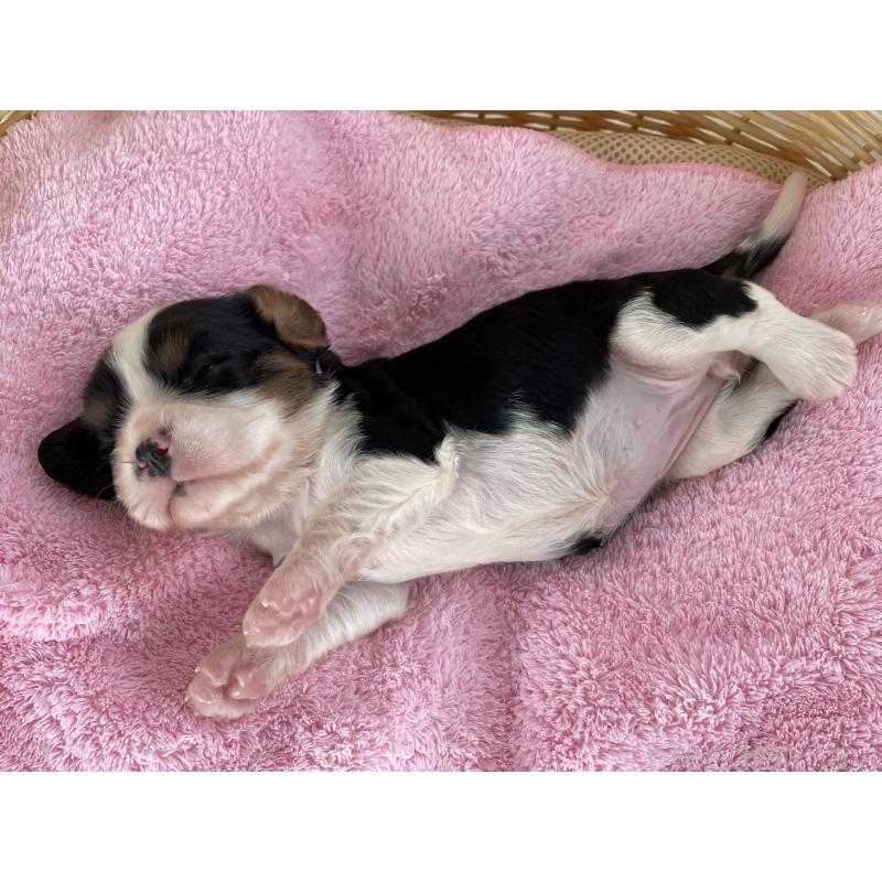 販売中の茨城県のキャバリアキングチャールズスパニエル-416706の5枚目