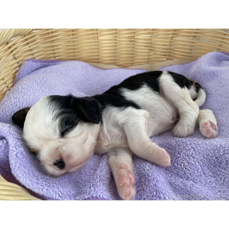 販売中の茨城県のキャバリアキングチャールズスパニエル-416708の6枚目