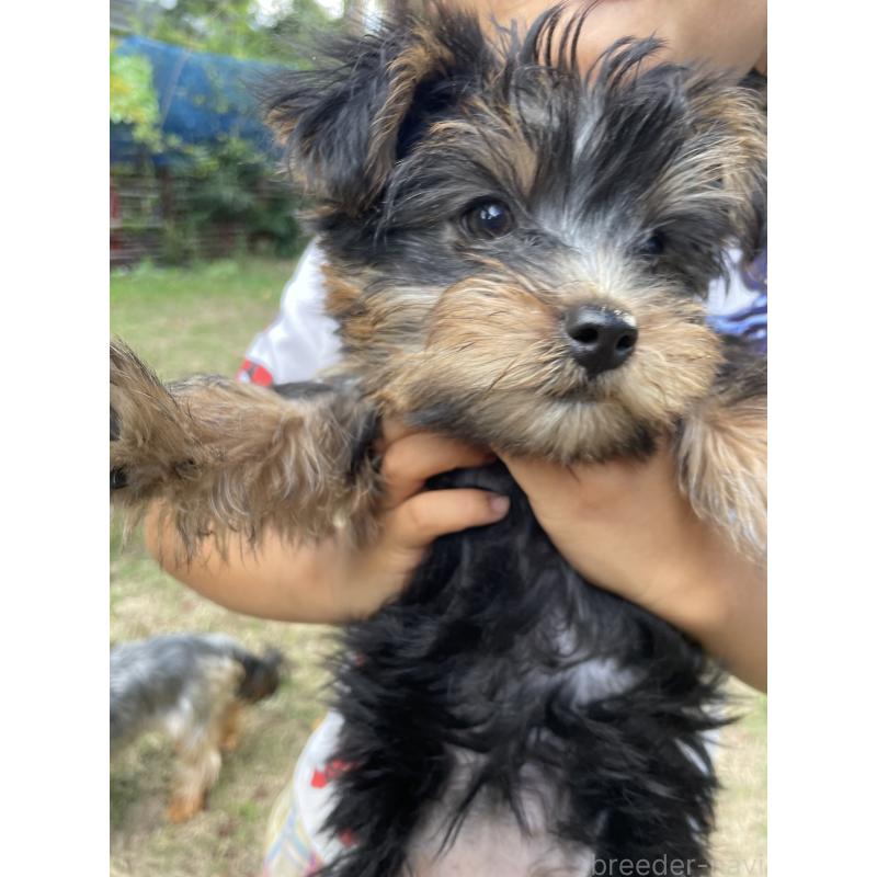 成約済の静岡県のマルキー:マルチーズ×ヨークシャーテリア-403051の2枚目