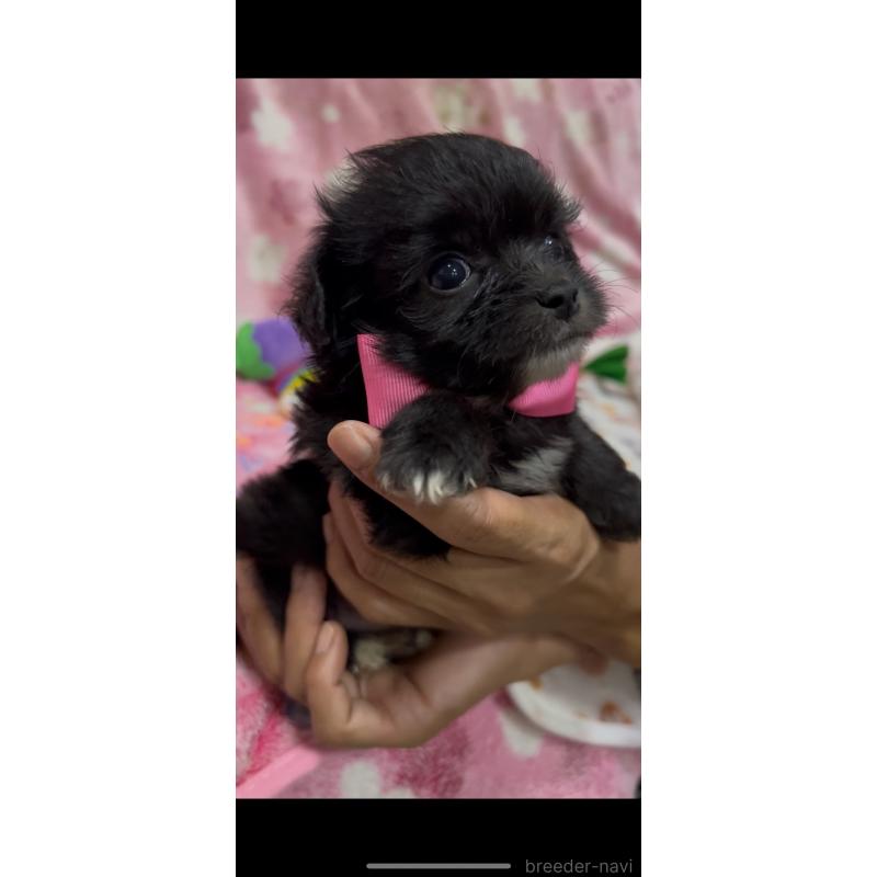 販売中の茨城県のミックス犬-416714の3枚目