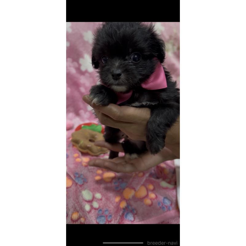 販売中の茨城県のミックス犬-416714の2枚目