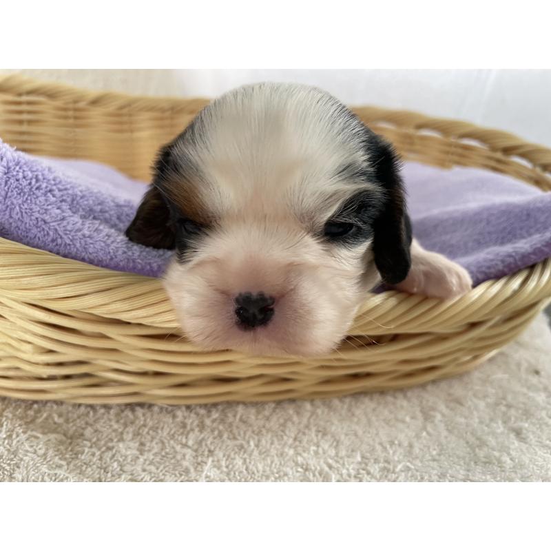 販売中の茨城県のキャバリアキングチャールズスパニエル-416708の3枚目
