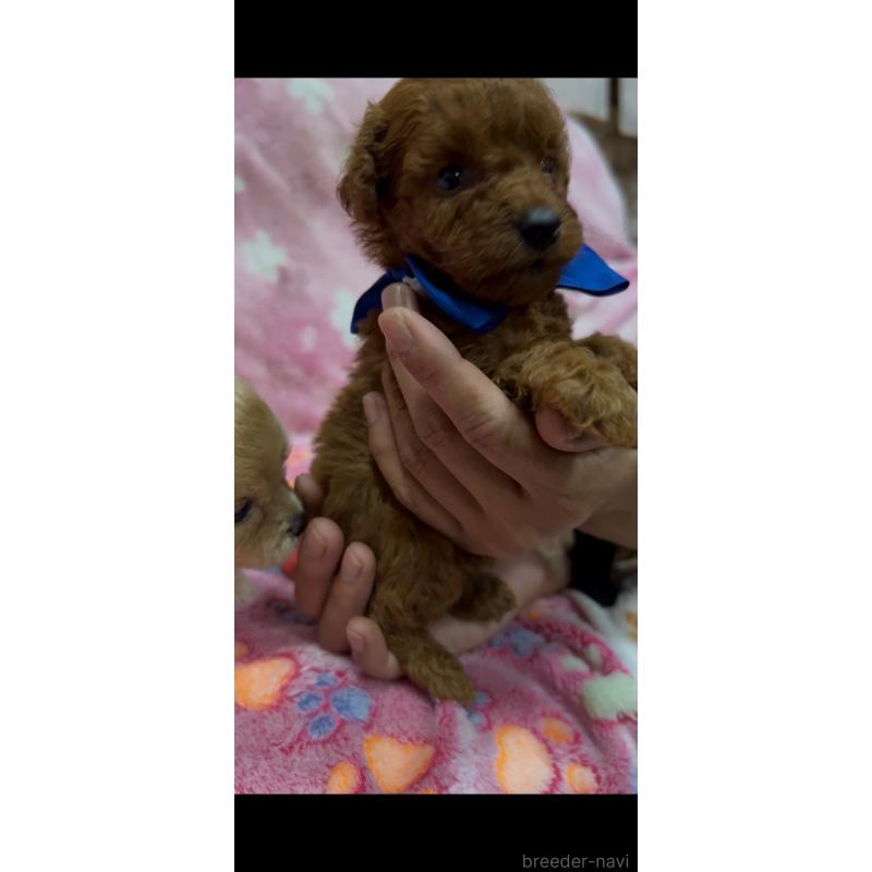 販売中の茨城県のミックス犬-416715の3枚目