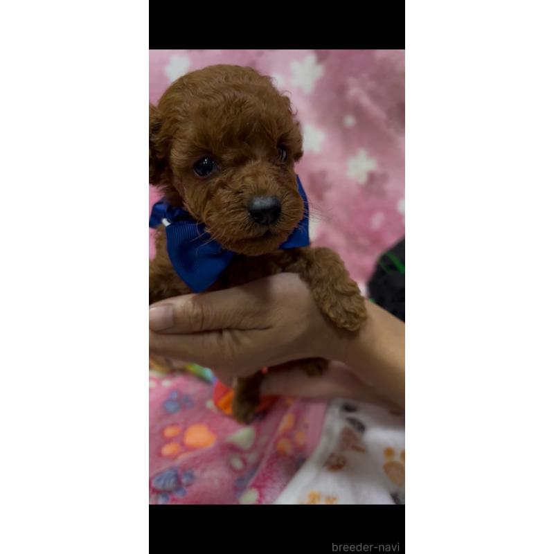 販売中の茨城県のミックス犬-416715の2枚目