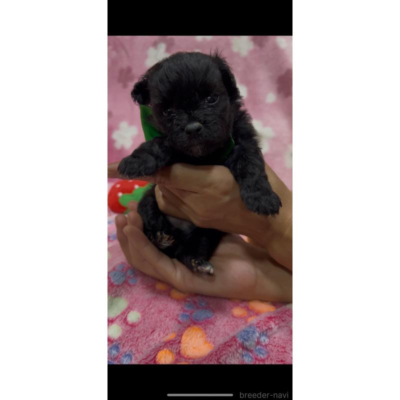 販売中の茨城県のミックス犬-416716の3枚目