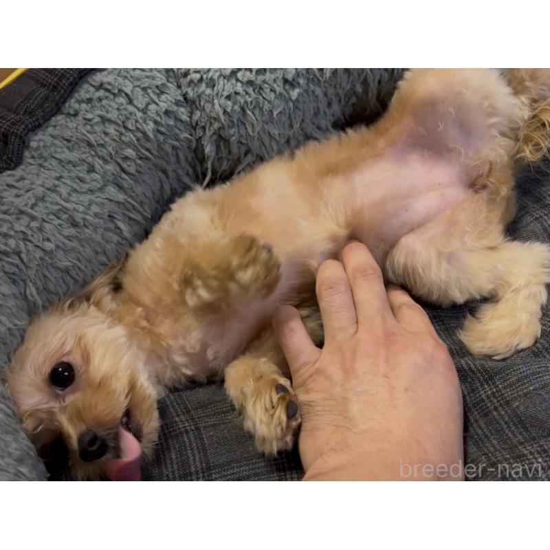 販売中の埼玉県のミックス犬-387220の11枚目