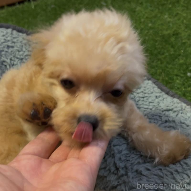 販売中の埼玉県のミックス犬-387220の10枚目