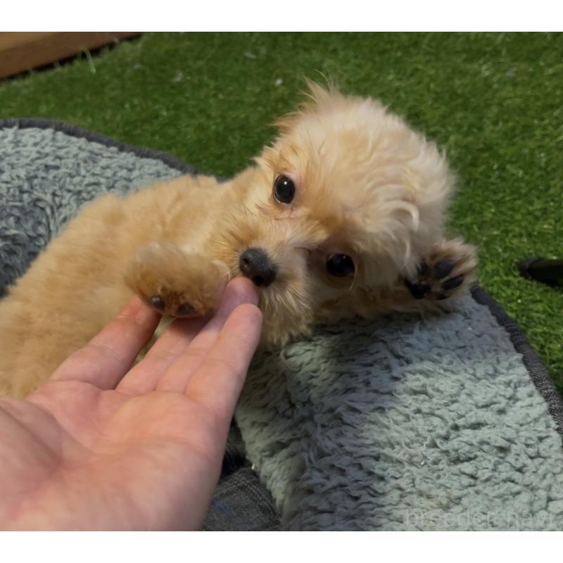 販売中の埼玉県のミックス犬-387220の9枚目