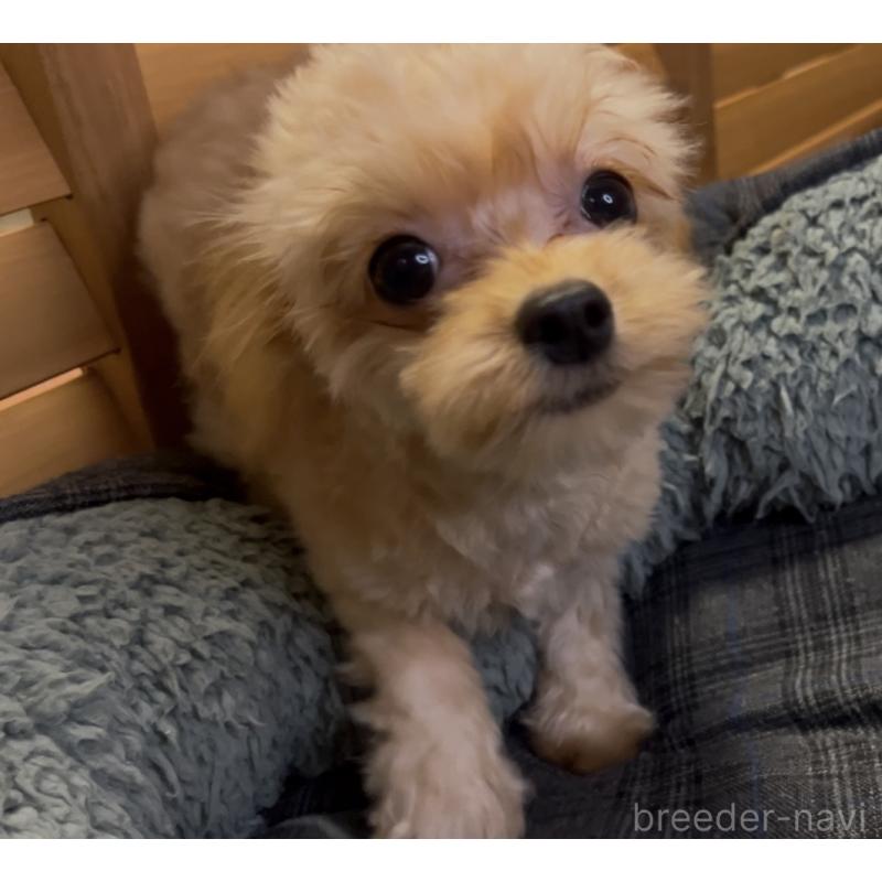 販売中の埼玉県のミックス犬-387220の7枚目